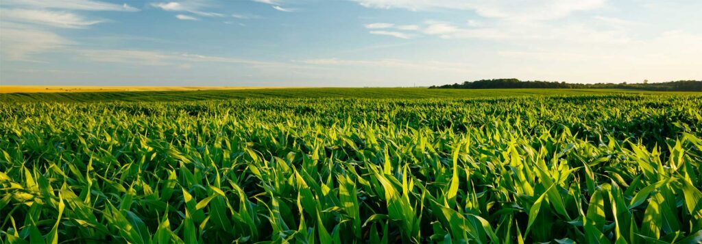 trasformare terreno agricolo in campo padel